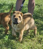 Grace, a female Chinese Shar-Pei for sale in Sheldon, MO – 2 of 10