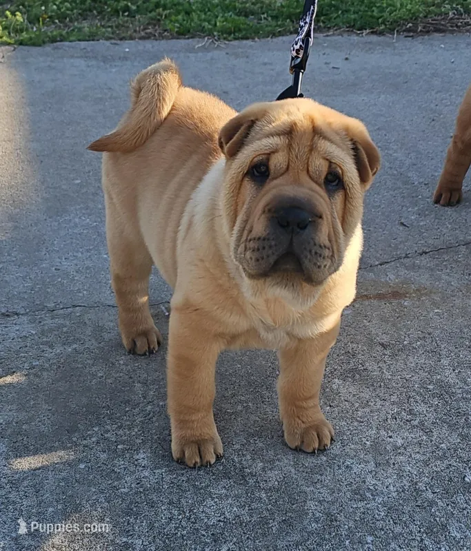 Grace, a female Chinese Shar-Pei for sale in Sheldon, MO – Photo 1 of 10