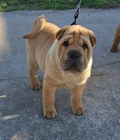 Grace, a female Chinese Shar-Pei for sale in Sheldon, MO – Photo 1 of 10