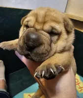 Grace, a male Chinese Shar-Pei for sale in Sheldon, MO – Photo 1 of 5