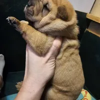 Grace, a female Chinese Shar-Pei for sale in Sheldon, MO – Photo 8 of 10