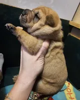 Grace, a male Chinese Shar-Pei for sale in Sheldon, MO – Photo 2 of 5