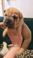 Grace, a male Chinese Shar-Pei for sale in Sheldon, MO – Photo 3 of 5
