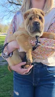 Grace, a female Chinese Shar-Pei for sale in Sheldon, MO – Photo 2 of 10