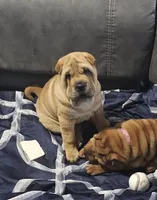 Grace, a female Chinese Shar-Pei for sale in Sheldon, MO – 3 of 10