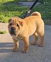 Grace, a female Chinese Shar-Pei for sale in Sheldon, MO – Photo 5 of 10