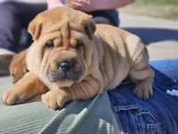 Grace, a female Chinese Shar-Pei for sale in Sheldon, MO – Photo 7 of 10