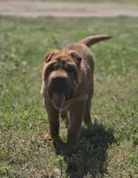 Lizzie, a female Chinese Shar-Pei for sale in Sheldon, MO – 2 of 10