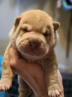 Ares, red brushcoat, a male Miniature Shar-Pei for sale in Sheldon, MO – 2 of 4