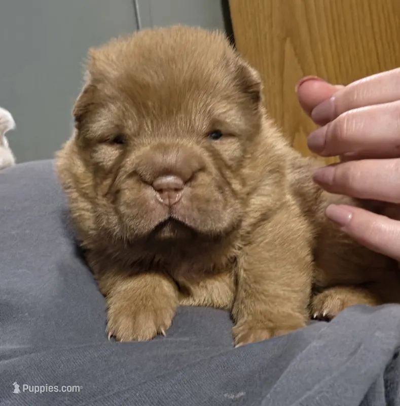 Red Bear – Miniature Shar-Pei puppy on hold in Sheldon, MO