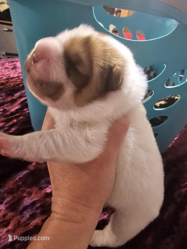 Flower Bear Male – Miniature Shar-Pei puppy on hold in Sheldon, MO