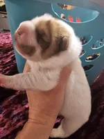 Flower Bear Male, a male Miniature Shar-Pei for sale in Sheldon, MO – 1 of 5