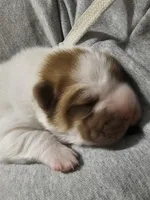 Flower Bear Male, a male Miniature Shar-Pei for sale in Sheldon, MO – 3 of 5