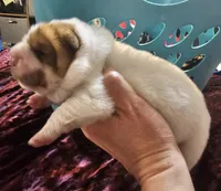 Flower Bear Male, a male Miniature Shar-Pei for sale in Sheldon, MO – 2 of 5