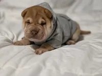 Ares, red brushcoat, a male Miniature Shar-Pei for sale in Sheldon, MO – 1 of 4