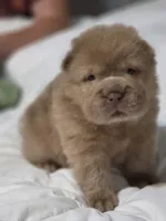 Zeus, lilac bear, a male Miniature Shar-Pei for sale in Sheldon, MO – 2 of 7