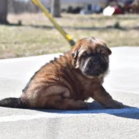 Thomas - Bearcoat, a male Chinese Shar-Pei for sale in Sheldon, MO – Photo 5 of 10