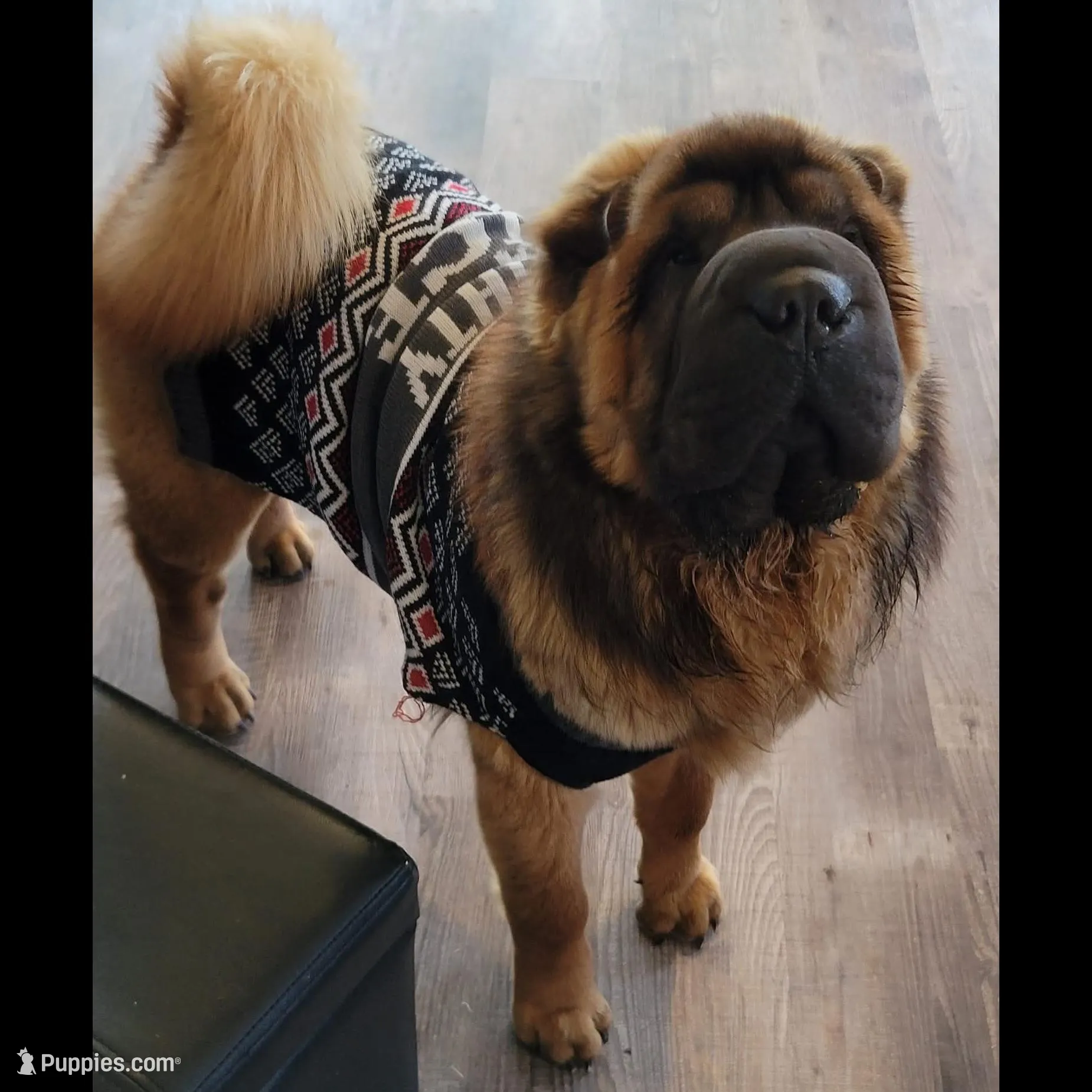 Thomas - Bearcoat, a male Chinese Shar-Pei for sale in Sheldon, MO – Photo 9 of 10