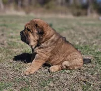 Thomas - Bearcoat, a male Chinese Shar-Pei for sale in Sheldon, MO – Photo 3 of 10