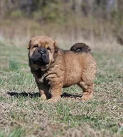 Thomas - Bearcoat, a male Chinese Shar-Pei for sale in Sheldon, MO – Photo 2 of 10