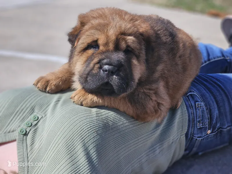 Thomas - Bearcoat – Chinese Shar-Pei puppy for sale in Sheldon, MO