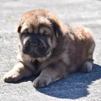 Thomas - Bearcoat, a male Chinese Shar-Pei for sale in Sheldon, MO – Photo 4 of 10