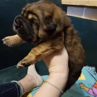 Thomas - Bearcoat, a male Chinese Shar-Pei for sale in Sheldon, MO – Photo 8 of 10