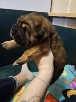 Thomas - Bearcoat, a male Chinese Shar-Pei for sale in Sheldon, MO – Photo 1 of 4