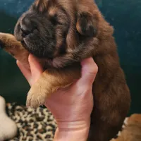 Thomas - Bearcoat, a male Chinese Shar-Pei for sale in Sheldon, MO – Photo 7 of 10