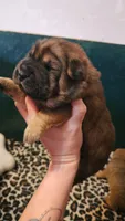 Thomas - Bearcoat, a male Chinese Shar-Pei for sale in Sheldon, MO – Photo 3 of 4