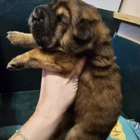 Thomas - Bearcoat, a male Chinese Shar-Pei for sale in Sheldon, MO – Photo 6 of 10