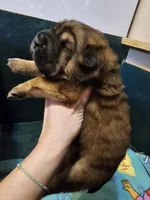 Thomas - Bearcoat, a male Chinese Shar-Pei for sale in Sheldon, MO – Photo 2 of 4