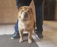 Red Bear, a female Miniature Shar-Pei for sale in Sheldon, MO – 5 of 5