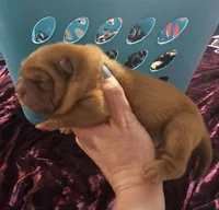Red Bear, a female Miniature Shar-Pei for sale in Sheldon, MO – 2 of 5