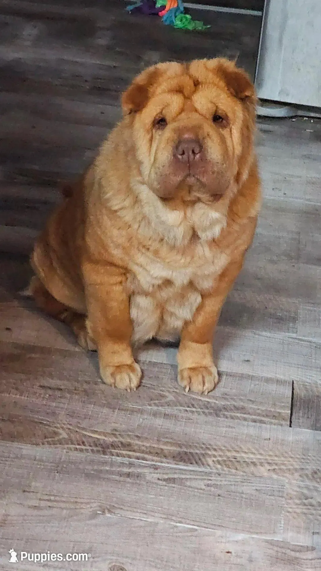 Red Bear, a female Miniature Shar-Pei for sale in Sheldon, MO – 4 of 5