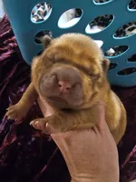 Red Bear, a female Miniature Shar-Pei for sale in Sheldon, MO – 3 of 5