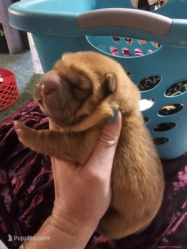 Red Bear – Miniature Shar-Pei puppy for sale in Sheldon, MO