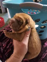 Red Bear, a female Miniature Shar-Pei for sale in Sheldon, MO – 1 of 5
