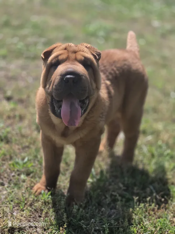 Lizzie – Chinese Shar-Pei puppy for sale in Sheldon, MO