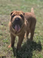 Lizzie, a female Chinese Shar-Pei for sale in Sheldon, MO – 1 of 10
