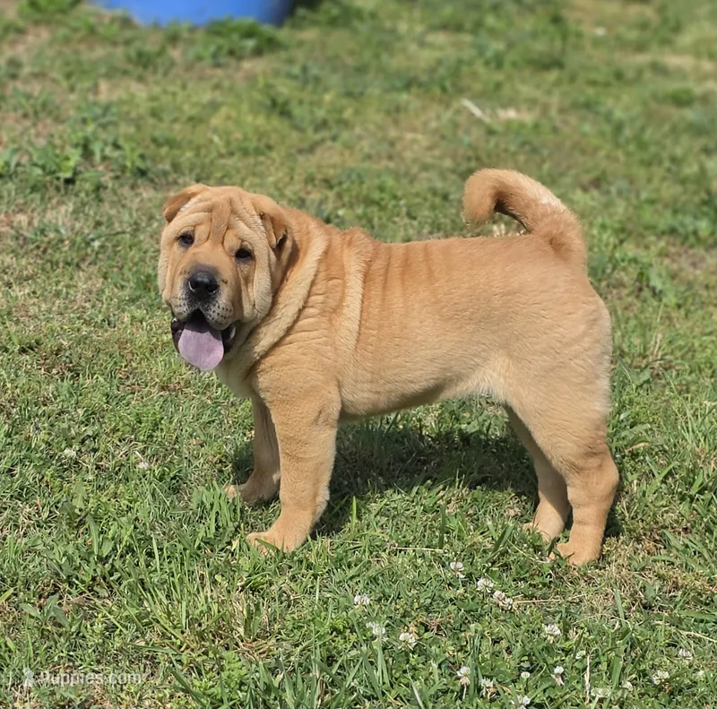 Grace – Chinese Shar-Pei puppy for sale in Sheldon, MO