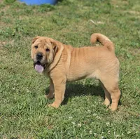 Grace, a female Chinese Shar-Pei for sale in Sheldon, MO – 1 of 10