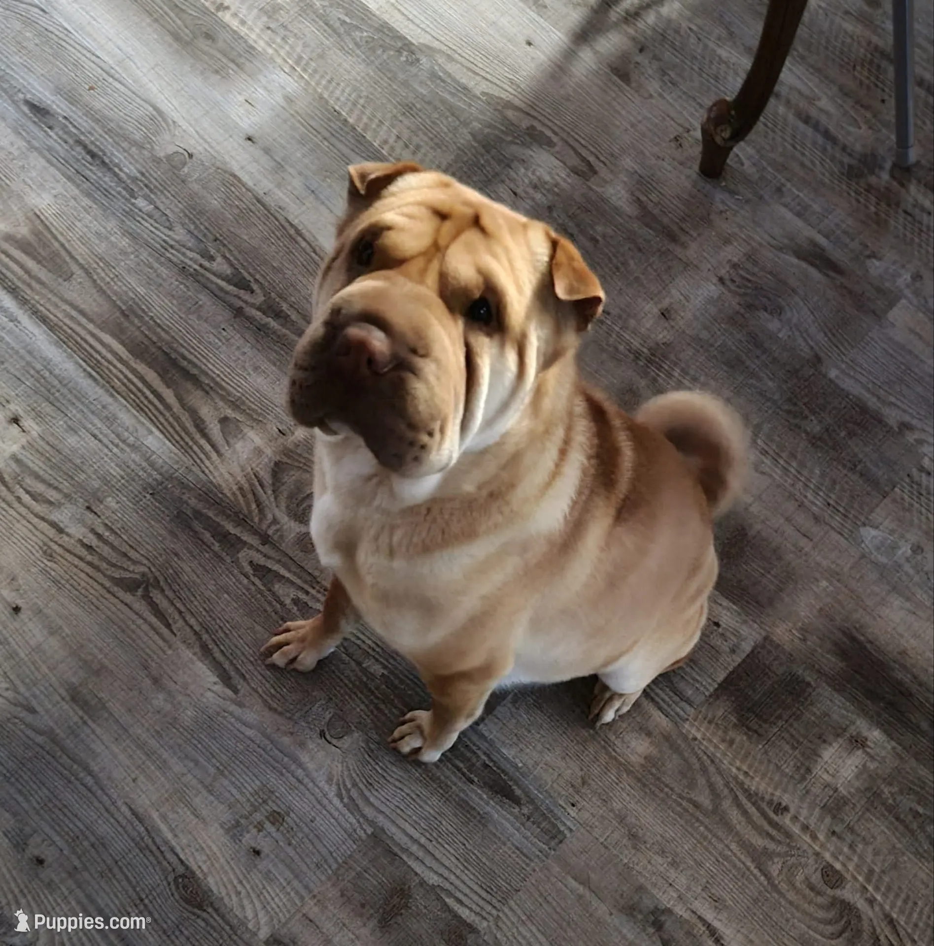 Zeus, lilac bear, a male Miniature Shar-Pei for sale in Sheldon, MO – 6 of 7