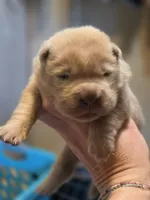 Zeus, lilac bear, a male Miniature Shar-Pei for sale in Sheldon, MO – 4 of 7