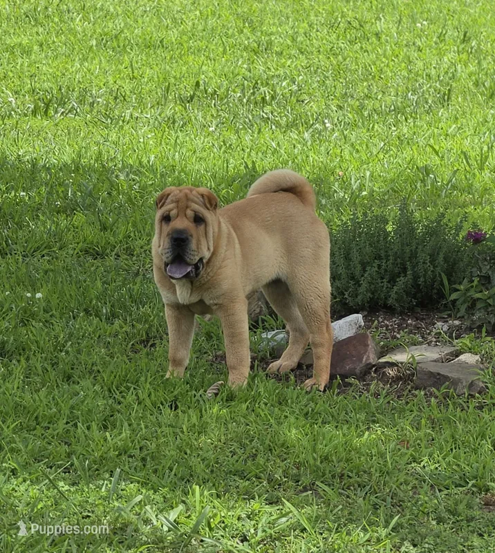Grace – Chinese Shar-Pei puppy for sale in Sheldon, MO