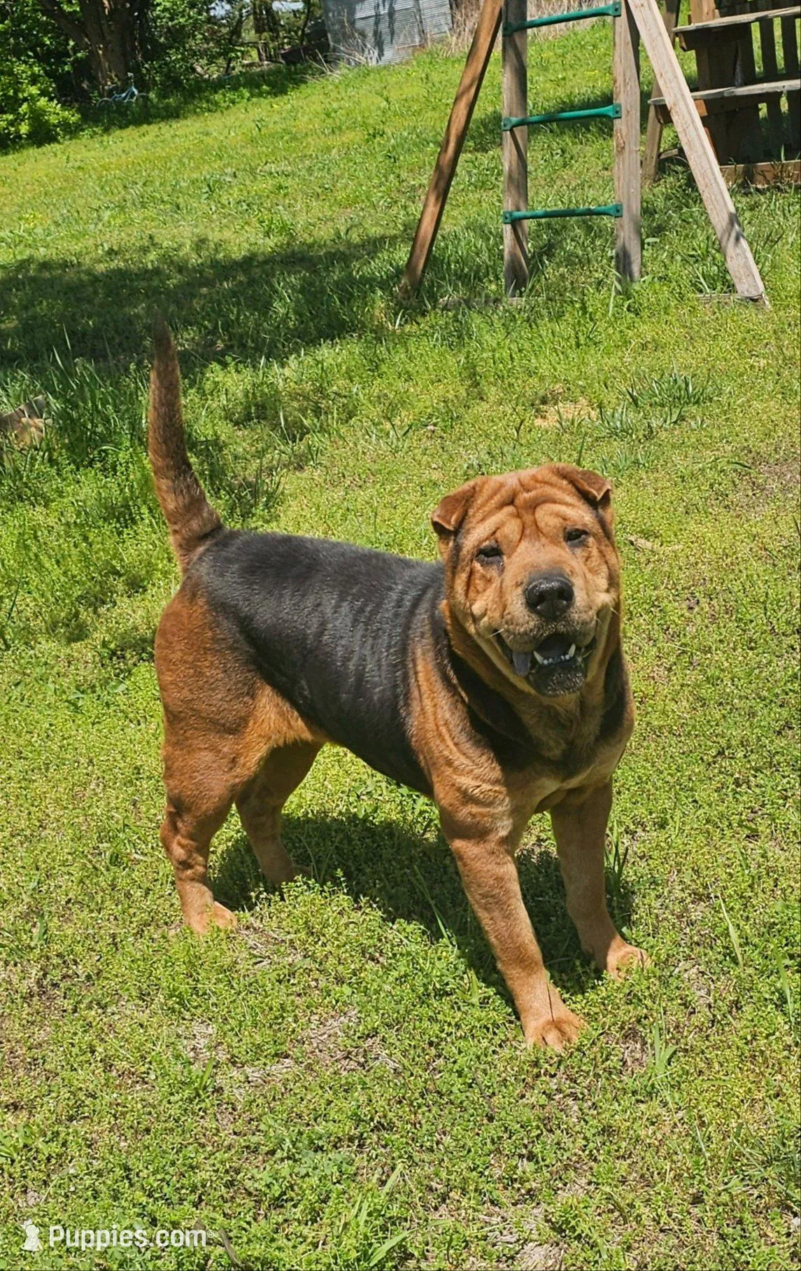 Lizzie, a female Chinese Shar-Pei for sale in Sheldon, MO – 10 of 10