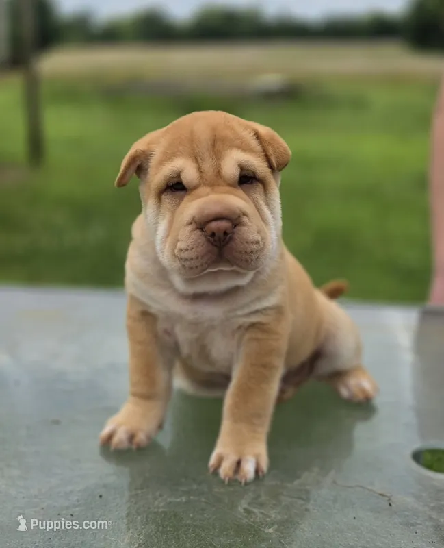 Ares, red brushcoat – Miniature Shar-Pei puppy for sale in Sheldon, MO