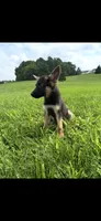 Kaiser, a male German Shepherd Dog for sale in Philadelphia, PA – 4 of 5