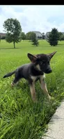 Kaiser, a male German Shepherd Dog for sale in Philadelphia, PA – 3 of 5