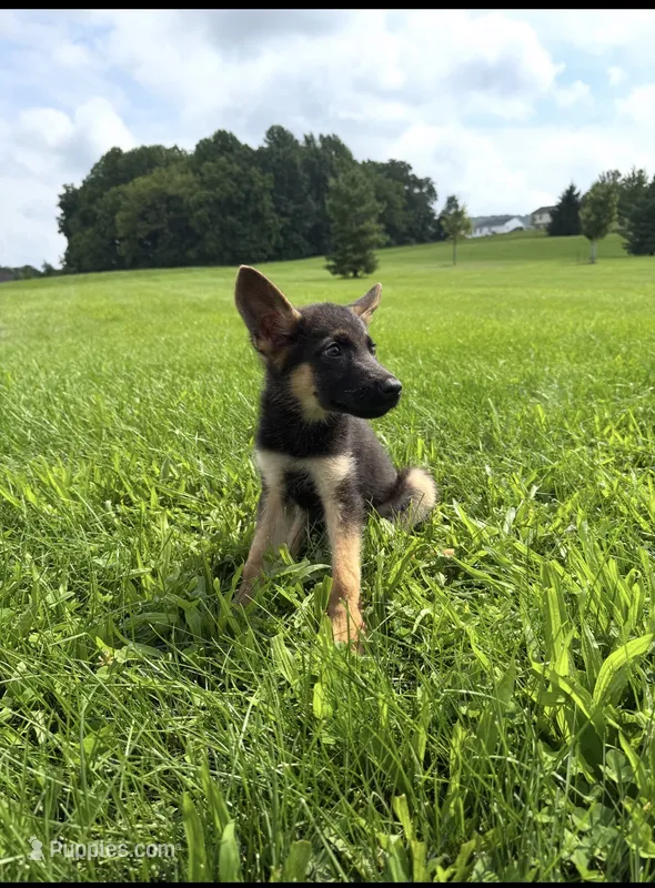 Kaiser – German Shepherd Dog puppy for sale in Philadelphia, PA